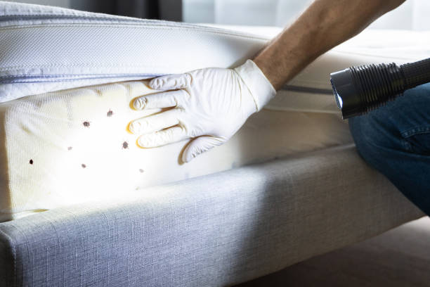 Trusted Dennis Port, MA Pest Control Experts